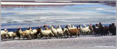 Llamas und Flamingos an der Lagune Colorado