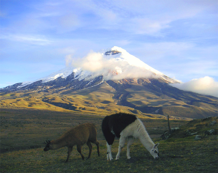 Llamas vor dem Cotopaxi