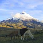 Llamas vor dem Cotopaxi