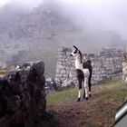 Llamita envuelta en la niebla de Machu Picchu.