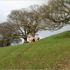 Llangollen (Wales)