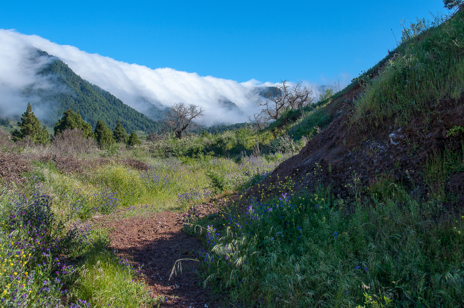 Llano de Las Cuevas und Cumbre vieja