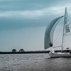 l'île aux oiseau. (bassin d'Arcachon)