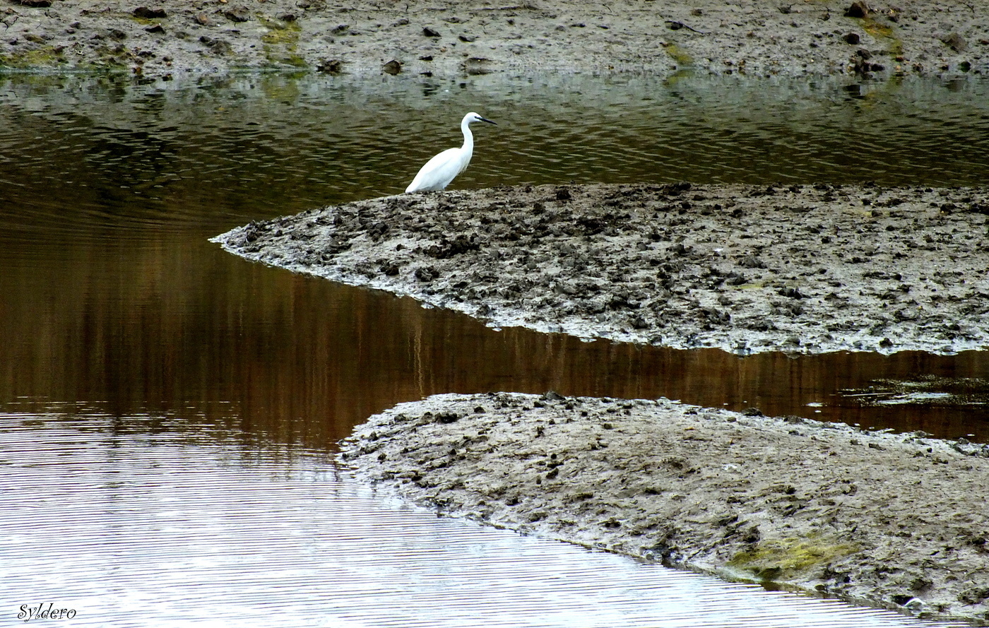 L'île aux oiseaux