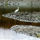 L'île aux oiseaux