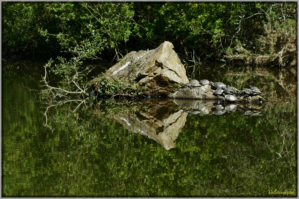 L'île aux tortues, le bain de soleil.