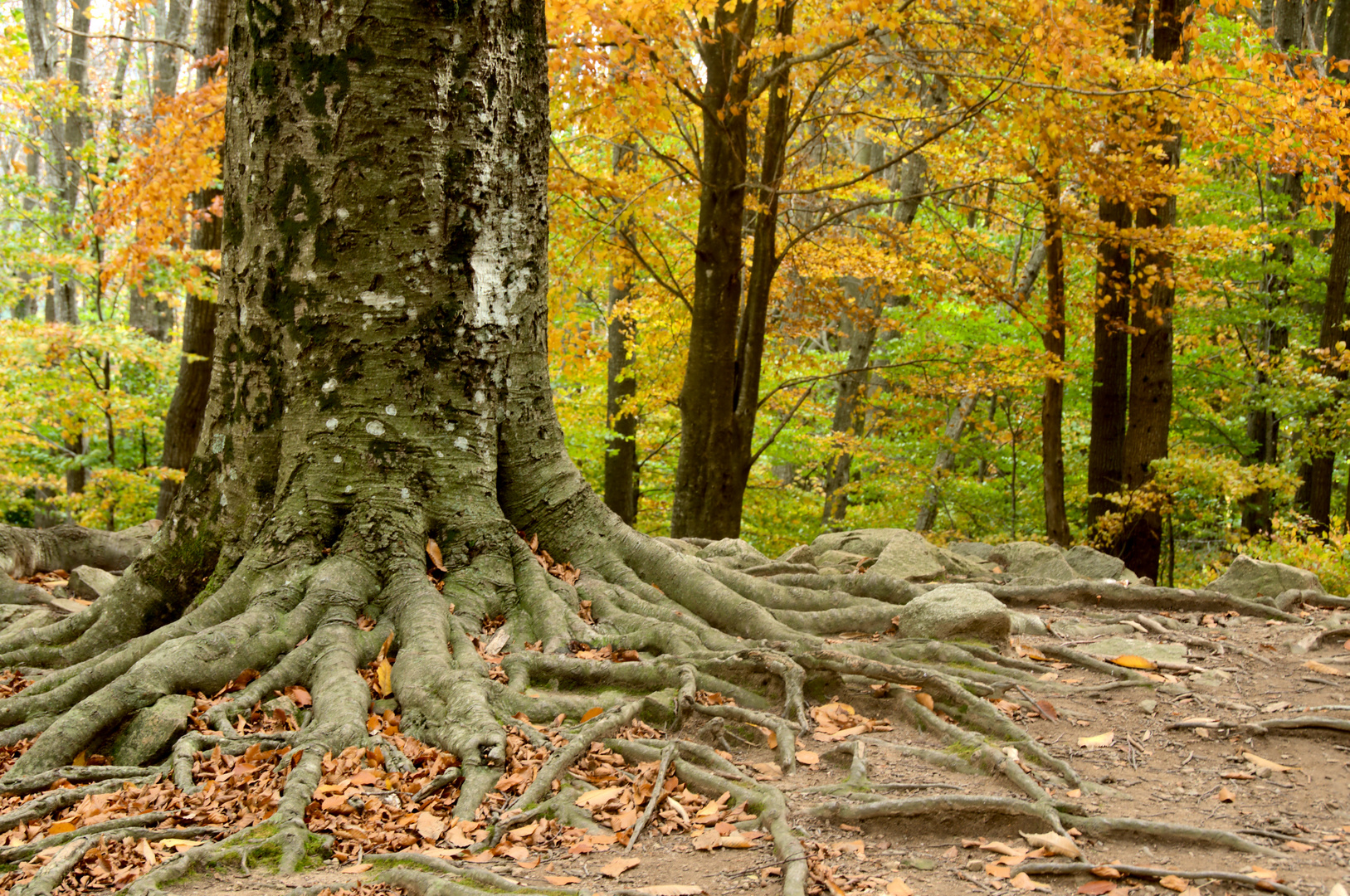 Llega el otoño