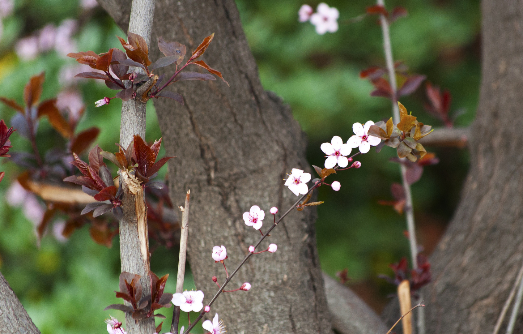 Llega la primavera?