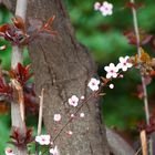 Llega la primavera?