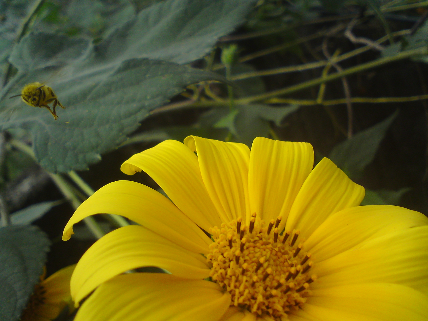 llegando a la flor