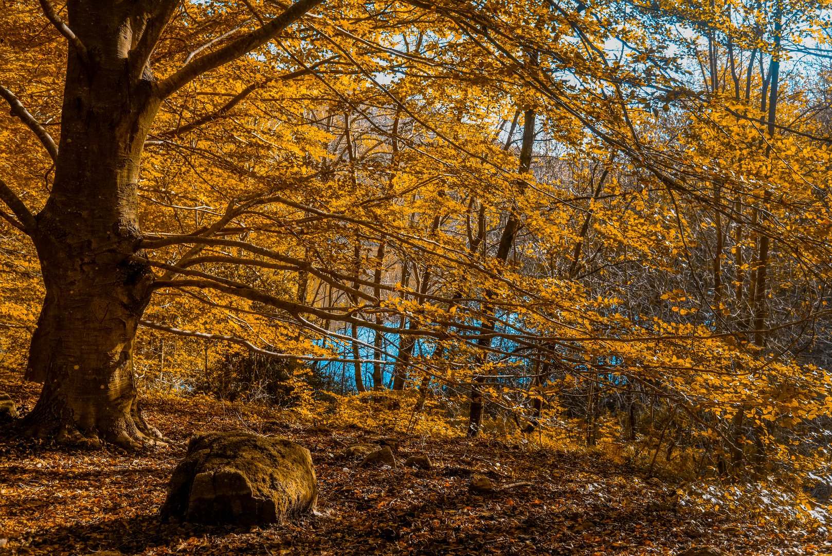 llego el otoño