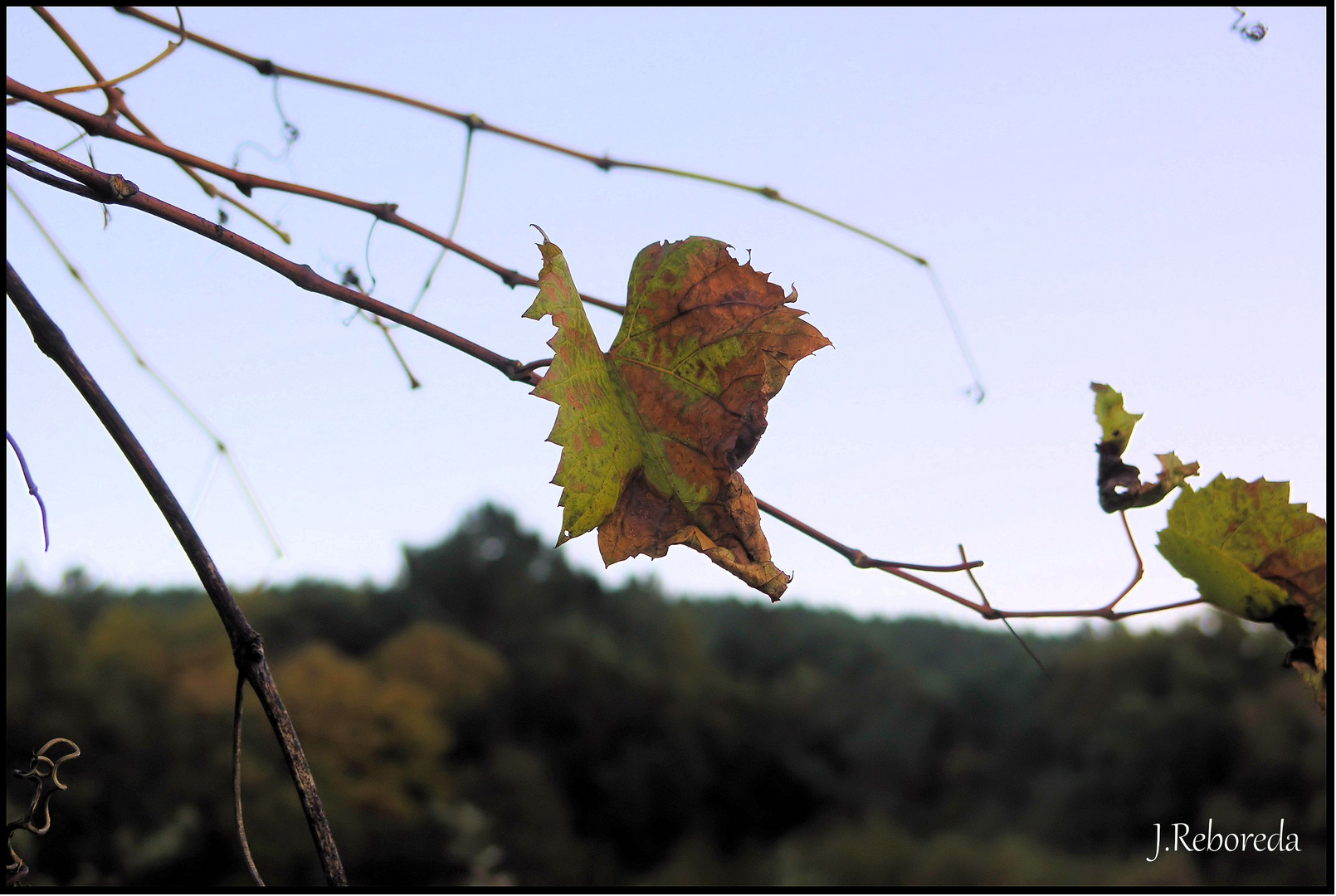 Llegó el otoño.