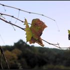 Llegó el otoño.