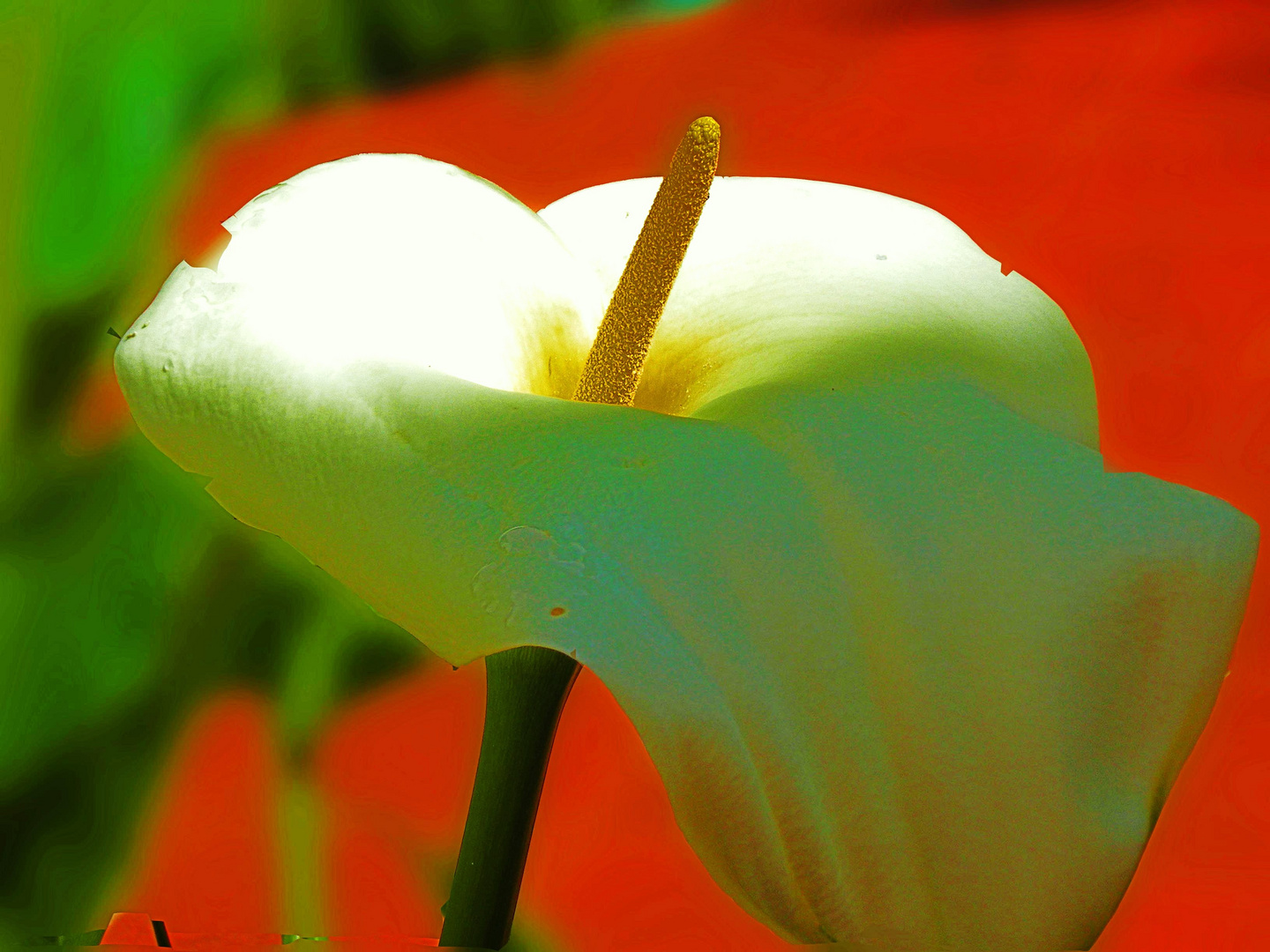 Llegó la floración