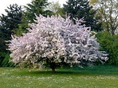 Llegó la primavera