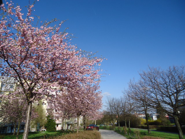 Llego la Primavera