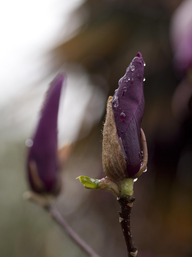 Llego la Primavera