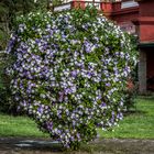 Llegó la primavera por esta latitudes