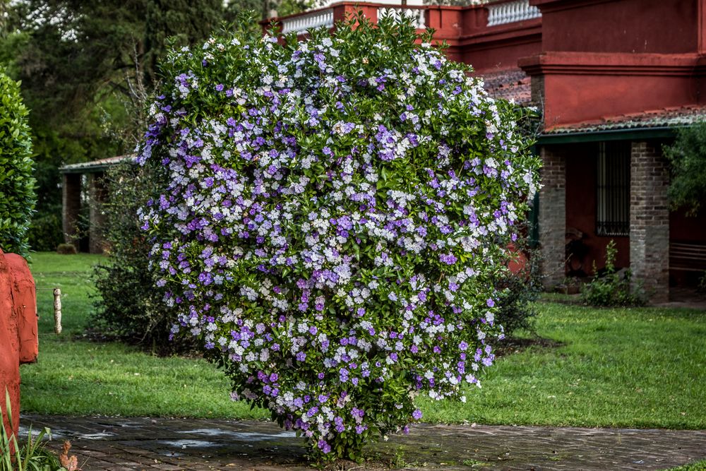 Llegó la primavera por esta latitudes