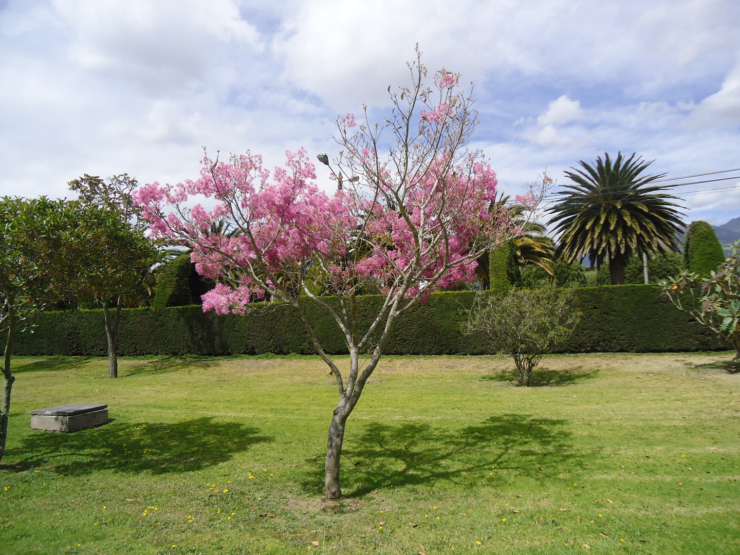 LLEGO PRIMAVERA