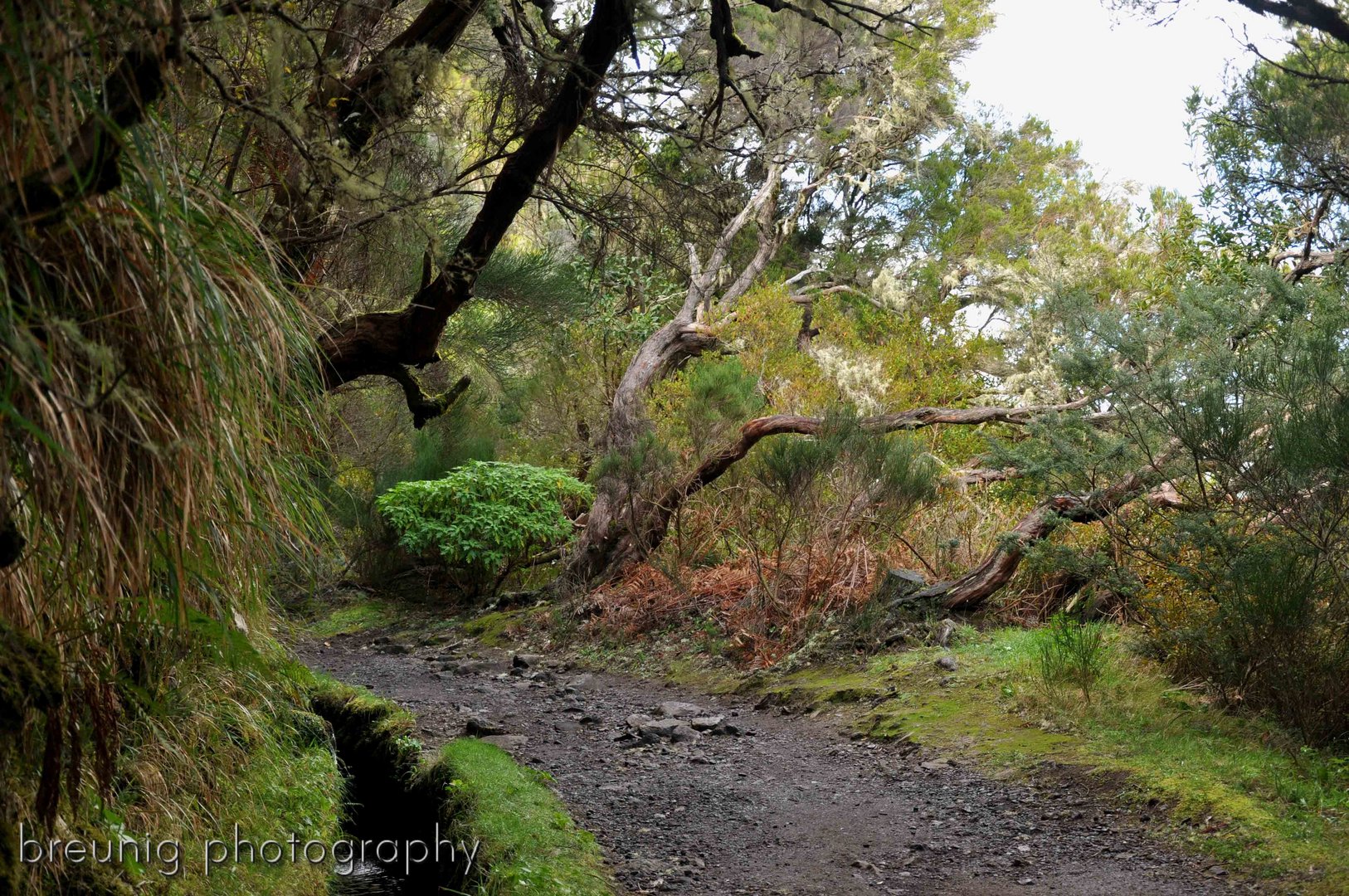 llevada de 25 fontes