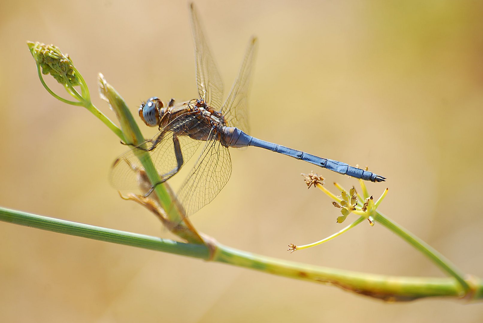 Llibélula en azul