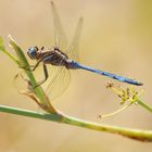 Llibélula en azul