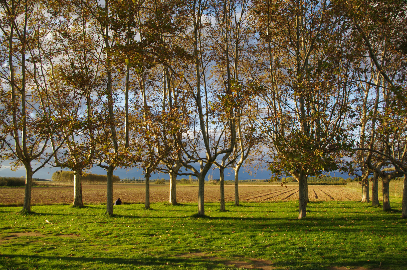 llum de tardor