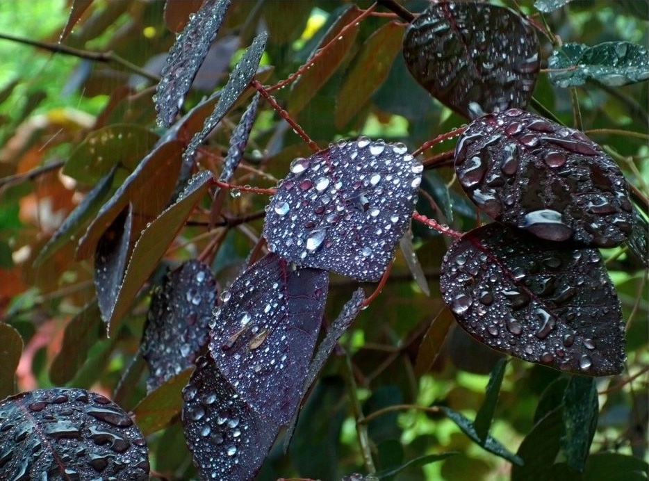 Lluvia de L.Javier. Dominguez. 