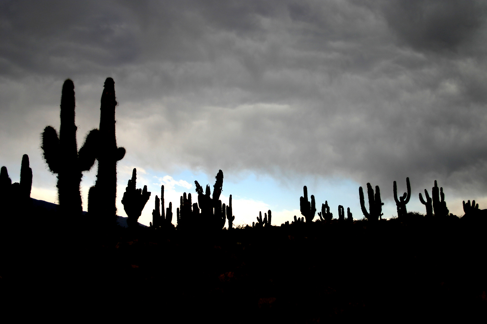 Lluvia de cardones