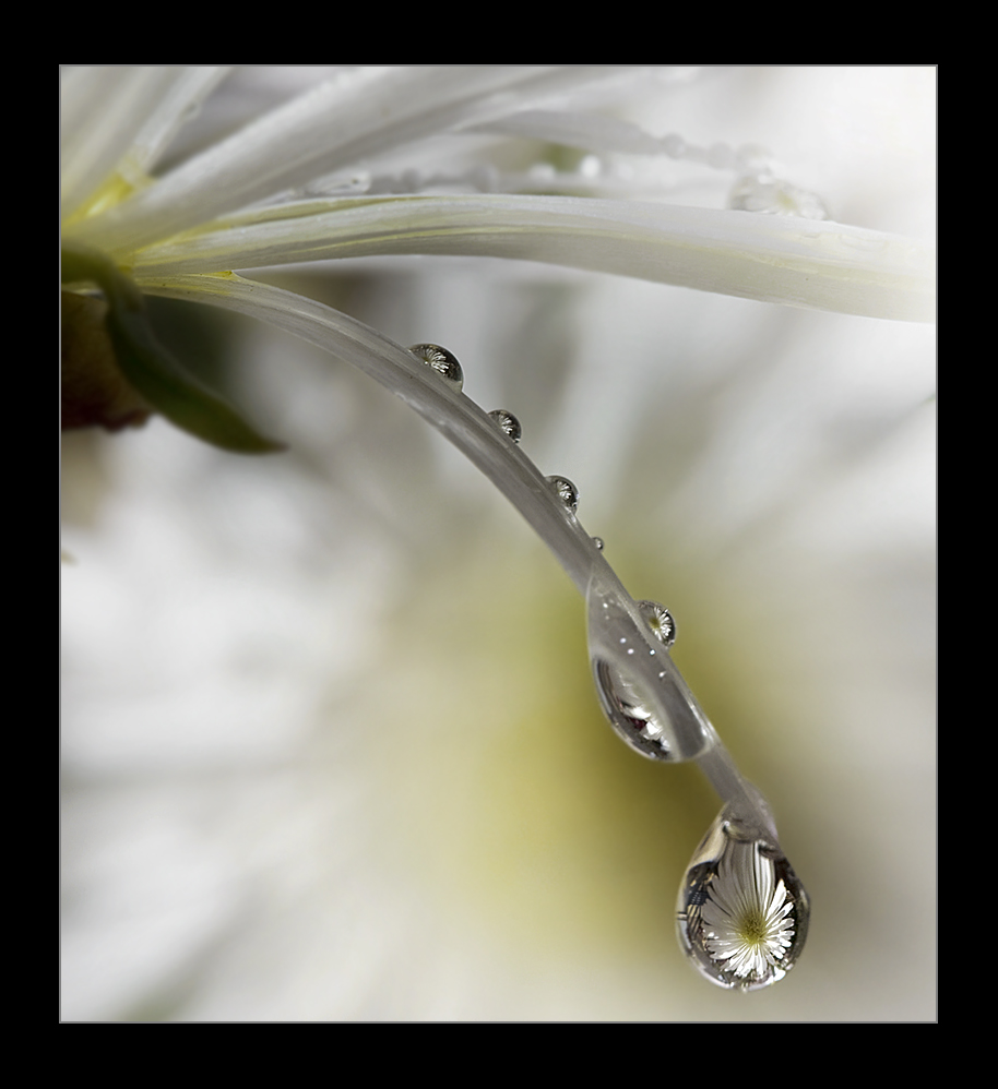 LLuvia de flores