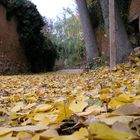 Lluvia de hojas