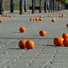 Lluvia de naranja