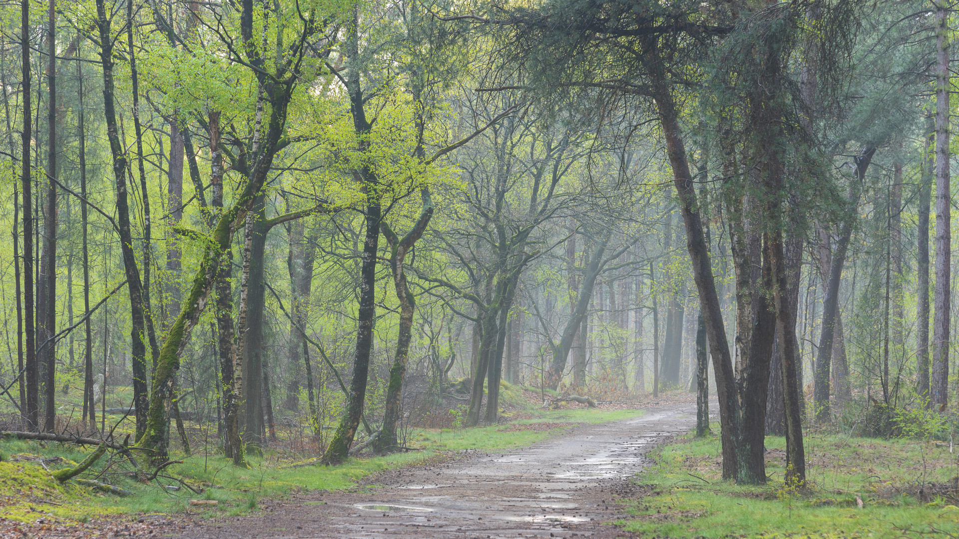 Lluvia de primavera