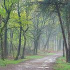 Lluvia de primavera