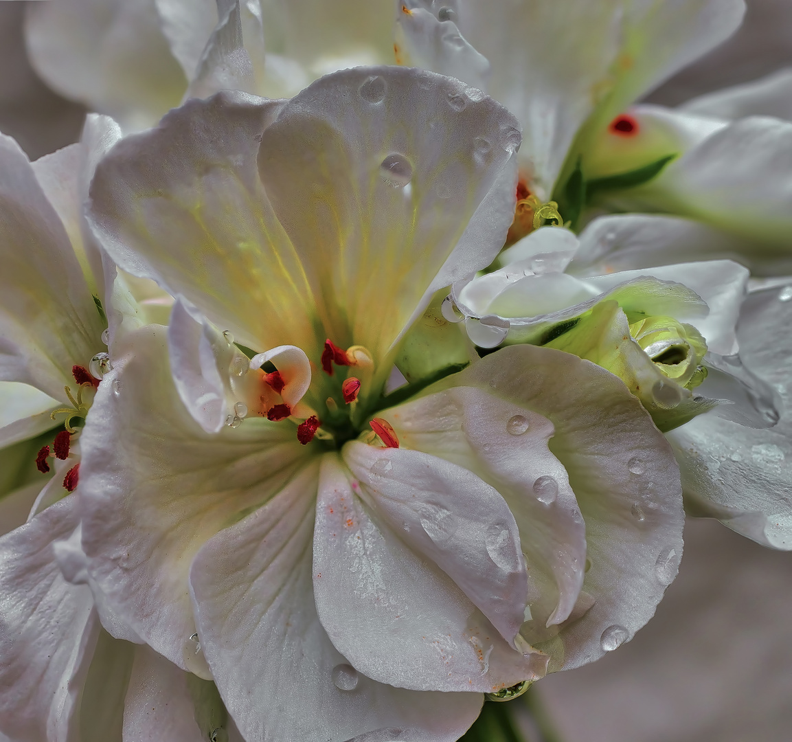 LLuvia de Primavera