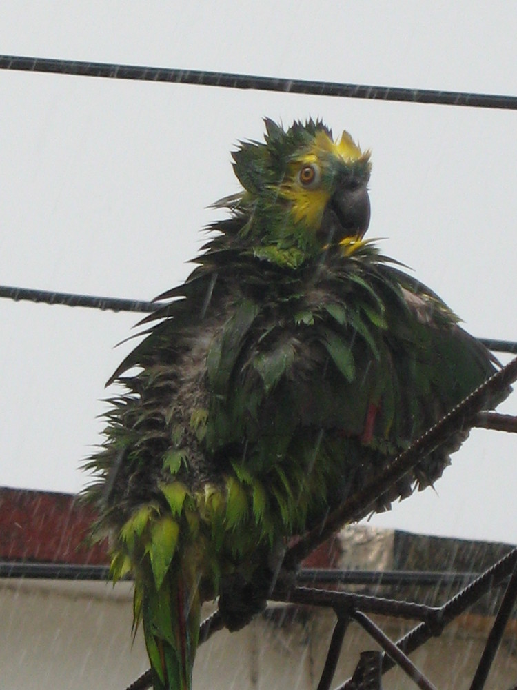 lluvia de verano