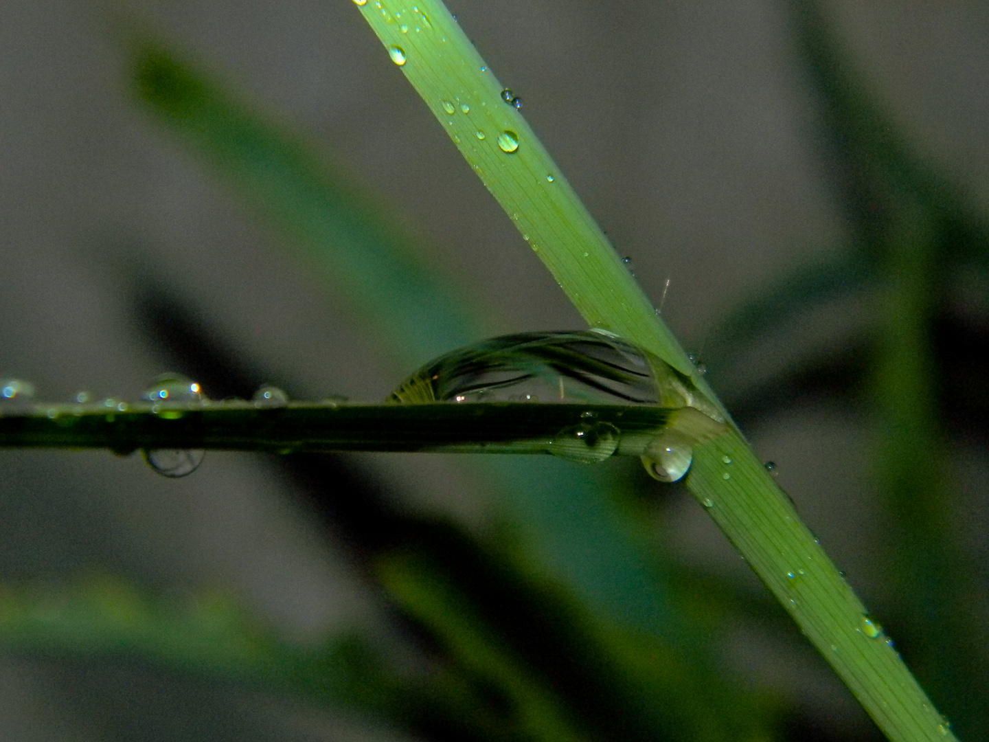 LLUVIA DE VERANO