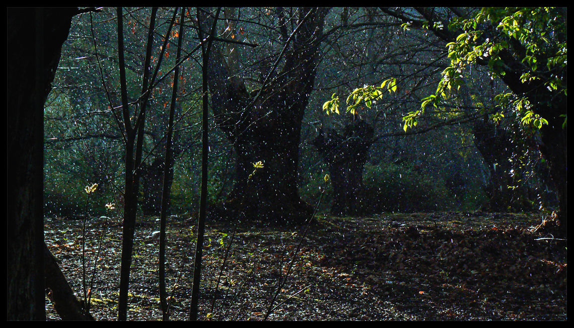 "LLUVIA EN EL BOSQUE"