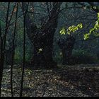 "LLUVIA EN EL BOSQUE"