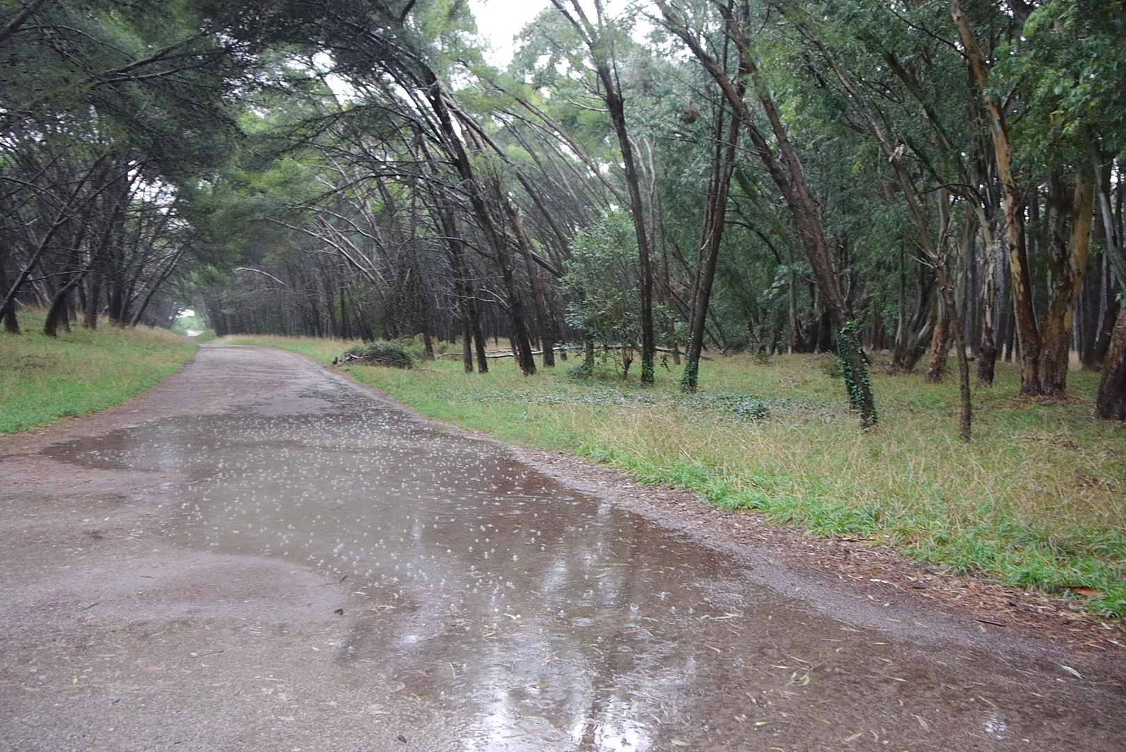 LLUVIA EN EL BOSQUE