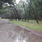 LLUVIA EN EL BOSQUE