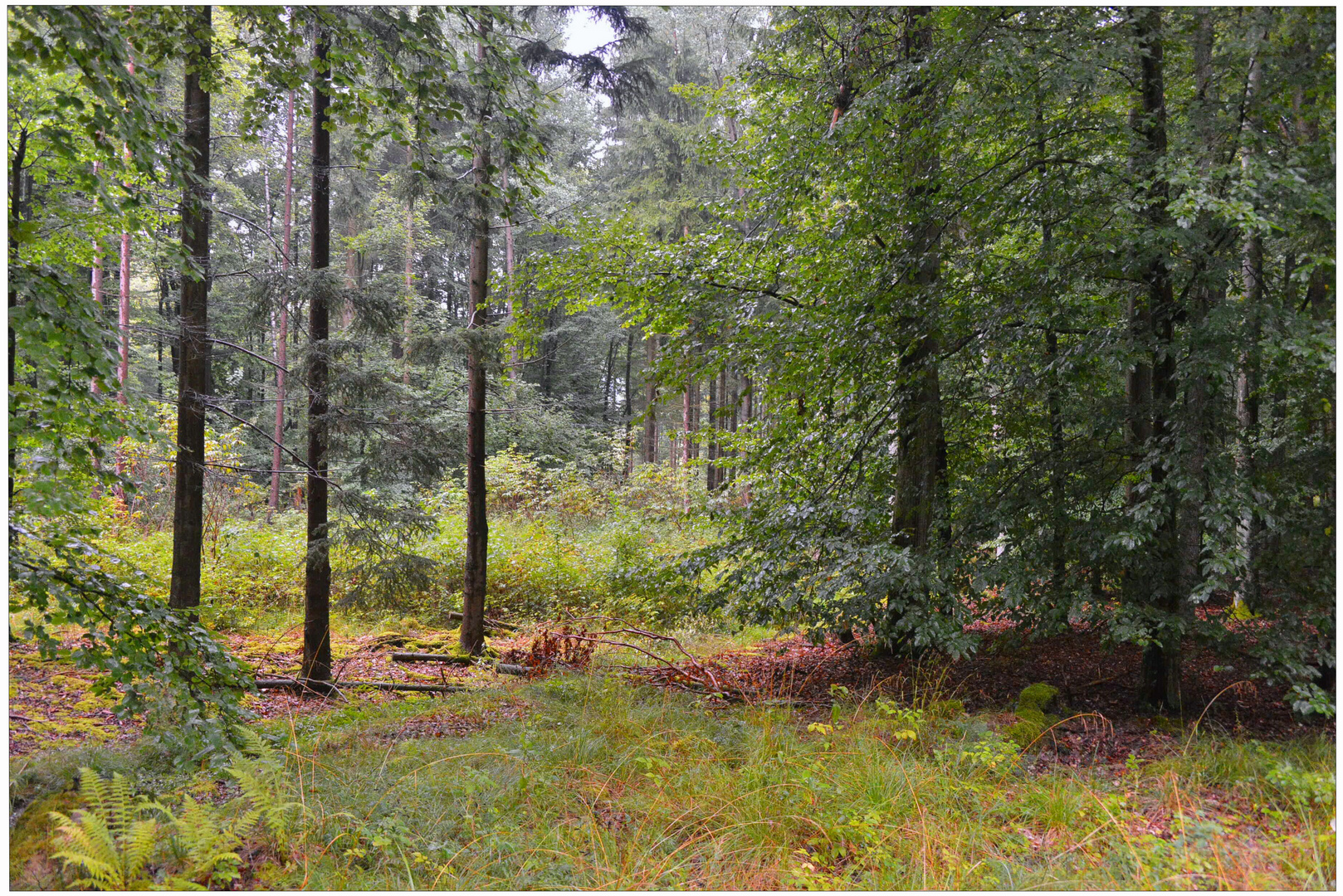 Lluvia en el bosque I (Regen im Wald I)