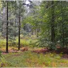 Lluvia en el bosque I (Regen im Wald I)