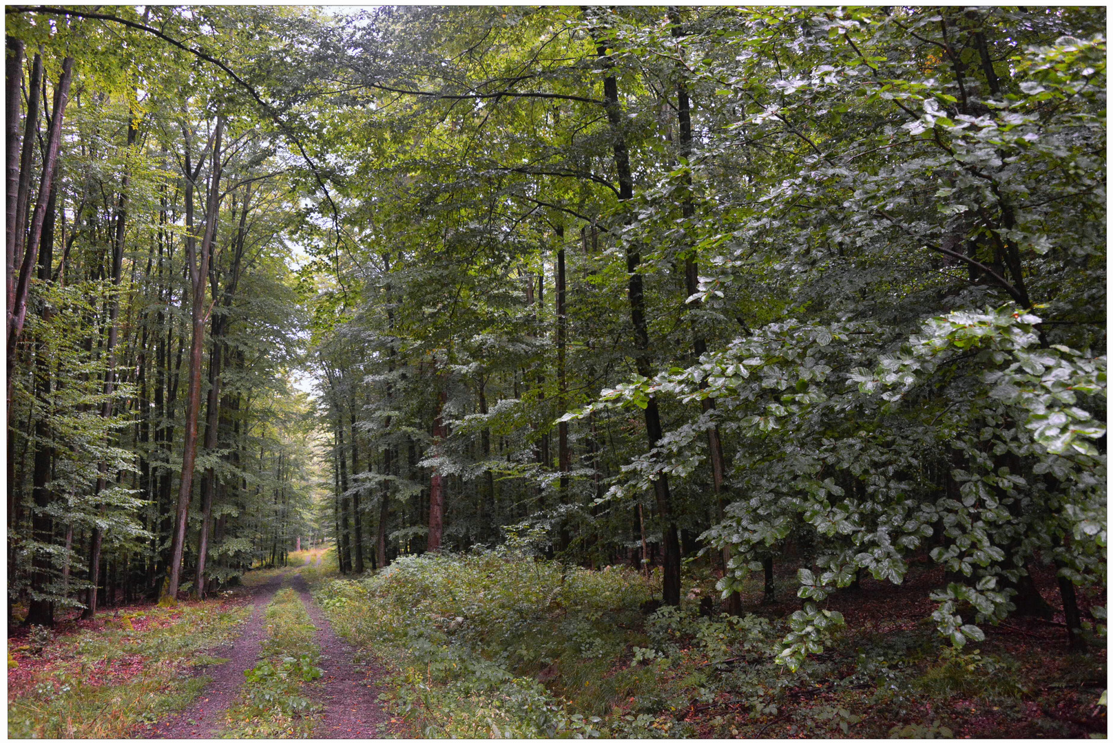 Lluvia en el bosque II, camino por el bosque (Regen im Wald II)