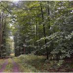 Lluvia en el bosque II, camino por el bosque (Regen im Wald II)