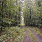 Lluvia en el Bosque III, camino por el bosque (Regen im Wald III)