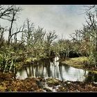 Lluvia en el robledal