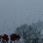 Lluvia en mi ventana