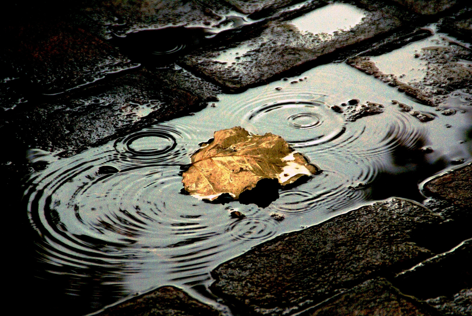 Lluvia otoñal